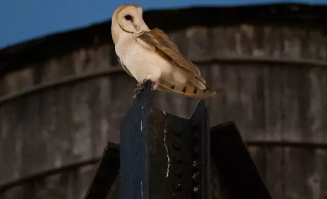 An American Barn Owl sits perched on a water tower on the Upper West Side neighborhood, Wednesday, Oct. 14, 2026, in New York. (AP Photo/Yuki Iwamura)