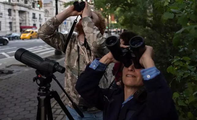 People look at American Barn Owls sit perched on a water tower on the Upper West Side neighborhood, Tuesday, Oct. 13, 2026, in New York. (AP Photo/Yuki Iwamura)