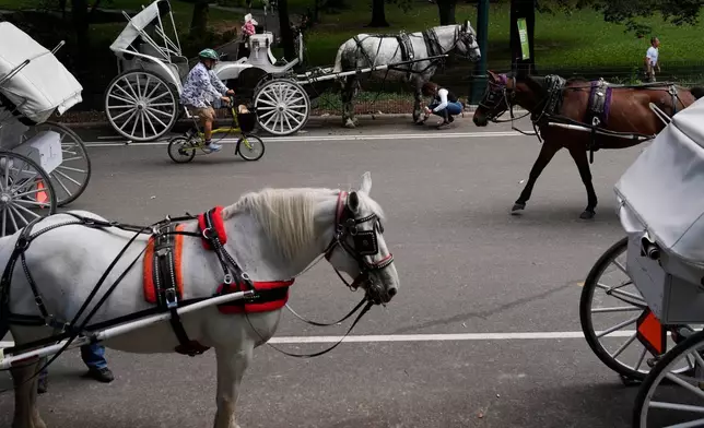 FILE - Horse dawn carriages gather at an entrance to Central Park in New York on Aug. 19, 2025. (AP Photo/Seth Wenig, File)