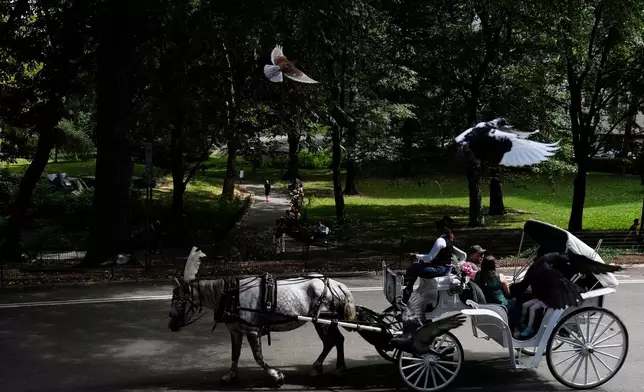 FILE - A horse dawn carriage takes passengers for a loop through Central Park in New York on Aug. 19, 2025. (AP Photo/Seth Wenig, File)