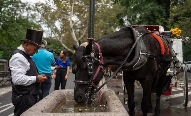 A carriage horse that takes people on rides through Central Park drinks water at an entrance to the park, Wednesday, Oct. 14, 2026, in New York. (AP Photo/Yuki Iwamura)