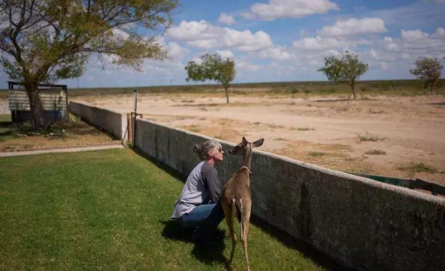 Laura Allen visits with a deer that regularly visits her home on her ranch, Friday, Sept. 25, 2026, in Comstock, Texas. (AP Photo/John Locher)