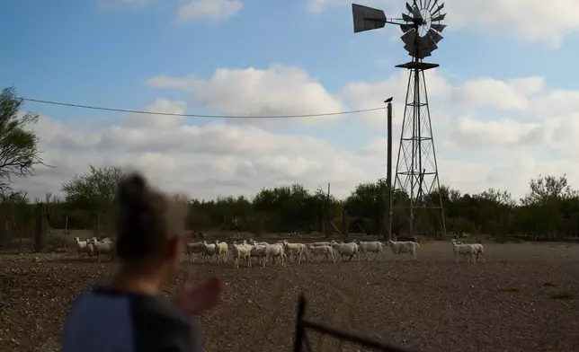 Laura Allen watches sheep on her ranch in an area where the government intends to place a vehicle barrier, Friday, Sept. 25, 2026, in Comstock, Texas. (AP Photo/John Locher)