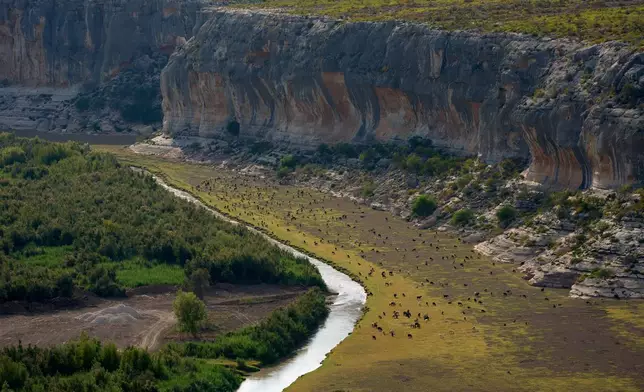 Goats graze along the Pecos river near it's confluence with the Rio Grande river at the border with Mexico, Friday, Sept. 25, 2026, near Comstock, Texas. (AP Photo/John Locher)