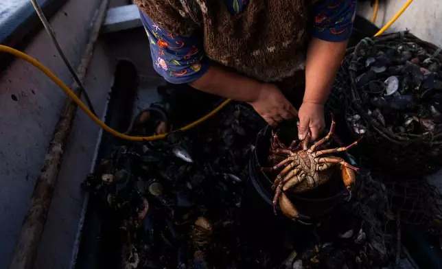 Yesica Fabiana Leviñanco holds a crab she caught with Paulo Vera Perez in the Guaitecas Archipelago, Chile, Wednesday, May 21, 2025. (AP Photo/Adriana Thomasa)