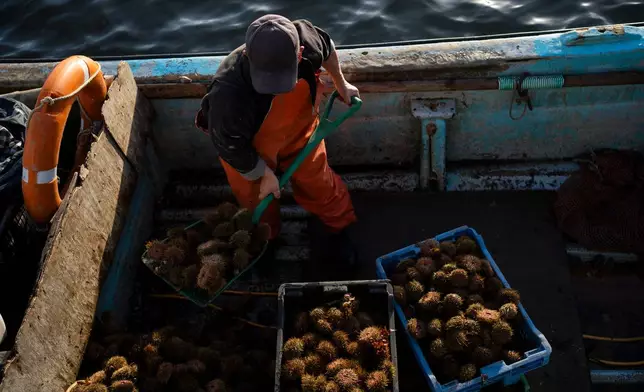 Artisanal fishers unload sea urchins at the Melinka Pier, Melinka, Guaitecas Archipelago, Chile, Friday, May 23, 2025. (AP Photo/Adriana Thomasa)