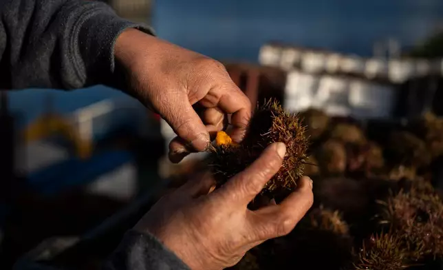 A fisher shows a sea urchin they caught in Melinka, Guaitecas Archipelago, Chile, Friday, May 23, 2025. (AP Photo/Adriana Thomasa)