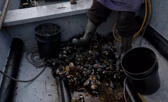 Yesica Fabiana Leviñanco steps near mussels she harvested with Paulo Vera Perez in the Guaitecas Archipelago, Chile, Wednesday, May 21, 2025. (AP Photo/Adriana Thomasa)