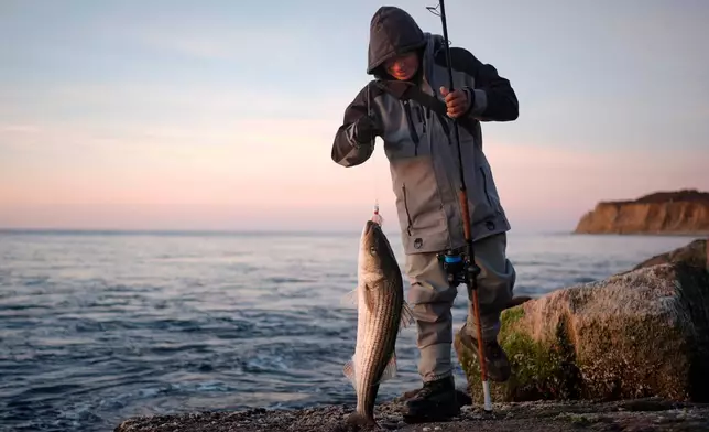 Fermin Sanchez, of Yonkers, N.Y., hauls up a striped bass Saturday, Oct. 10, 2026, in Montauk, N.Y. (AP Photo/Robert F. Bukaty)