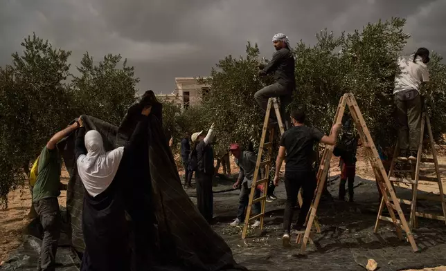 Palestinians and activists collect olives following an attack by Israeli settlers in the West Bank village of Abu Falah, Friday, Oct. 16, 2026. (AP Photo/Leo Correa)