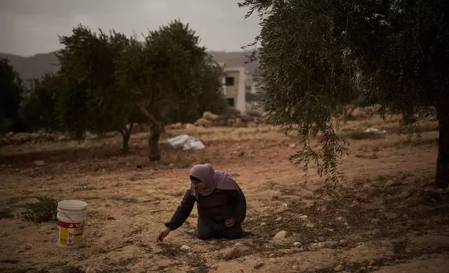 A Palestinian woman collects olives from the ground following an attack by Israeli settlers in the West Bank village of Abu Falah, Friday, Oct. 16, 2026. (AP Photo/Leo Correa)
