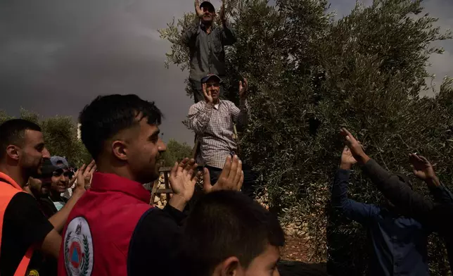 Palestinians sing as they collect olives following an attack by Israeli settlers in the West Bank village of Abu Falah, Friday, Oct. 16, 2026. (AP Photo/Leo Correa)
