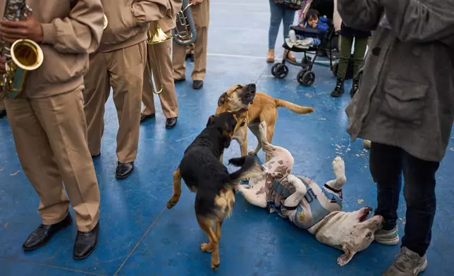Dogs frolic near members of the National Prefecture Band in Buenos Aires, Argentina, Saturday, Oct. 10, 2026, before the start of a Mass celebrating the late Catholic priest Carlos Mugica, widely seen as the father of the "curas villeros" or shanty town priests movement, who was assassinated in 1974. (AP Photo/Rodrigo Abd)