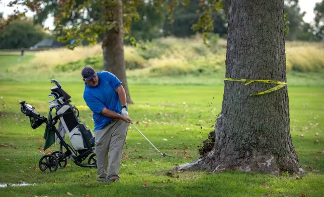 A golfer hits from the rough near a tree wrapped in caution tape at the East Potomac Golf Links, Monday, Oct. 12, 2026, in Washington. (AP Photo/Mark Schiefelbein)