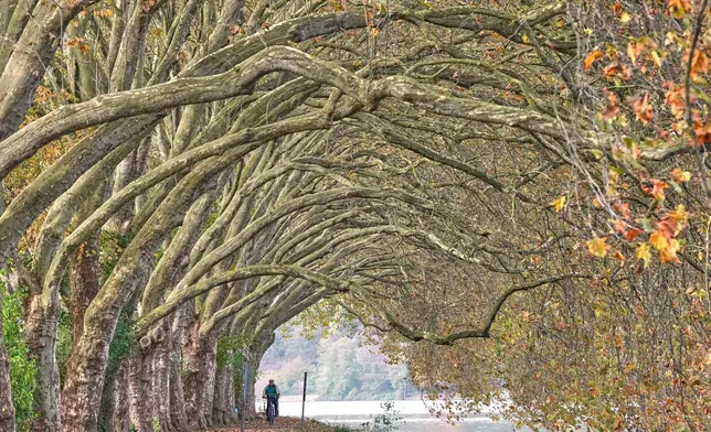 A cyclist rides beneath autumn-colored plane trees at Lake Baldeney in Essen, Germany, Monday, Oct. 26, 2026. (AP Photo/Martin Meissner)