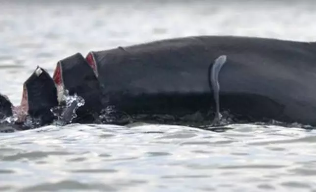 Babyface一年前被船隻的螺旋槳割傷致三個傷口（網上截圖）