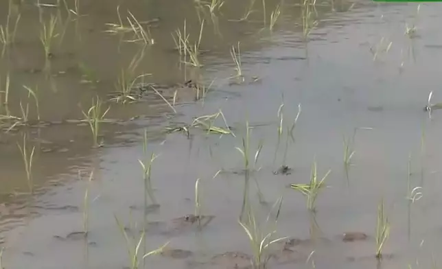 日本11月舉行大嘗祭時使用的新米收成地，分別是東日本櫪木縣及西日本京都府。網上圖片