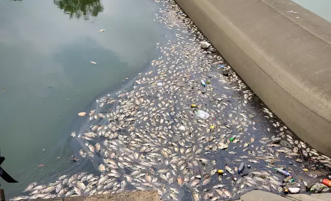 大量魚屍在水面漂浮。