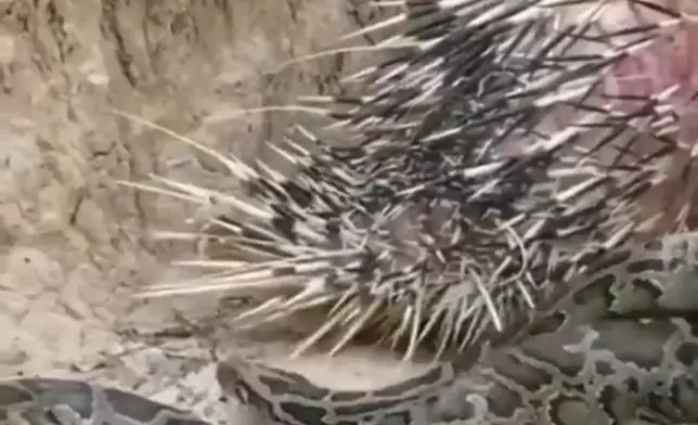 蟒蛇想吞食豪豬遇反擊敗走。影片截圖