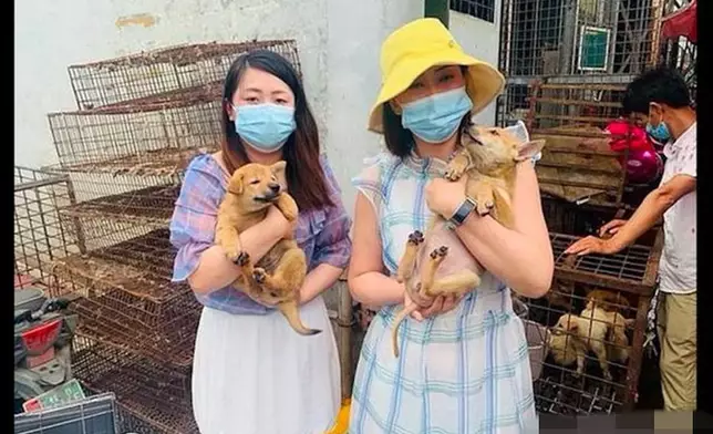 據報有國際動物保護組織的義工救了一些被送往宰殺的小狗。(網上圖片)