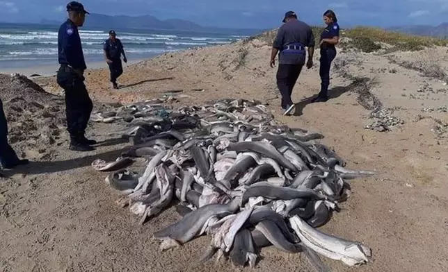 全球每年有6,300萬至1億條鯊魚被捕殺。網上圖片