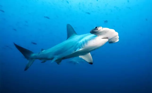 成年鎚頭鯊身長3.7至4.3米，體重可達150公斤。GETTY圖片