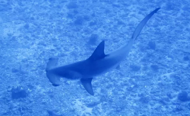 雙搥頭鯊魚。GETTY圖片