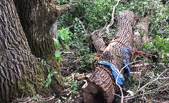 美國一名59歲退伍老兵遭大樹壓4日後獲救。網上圖片