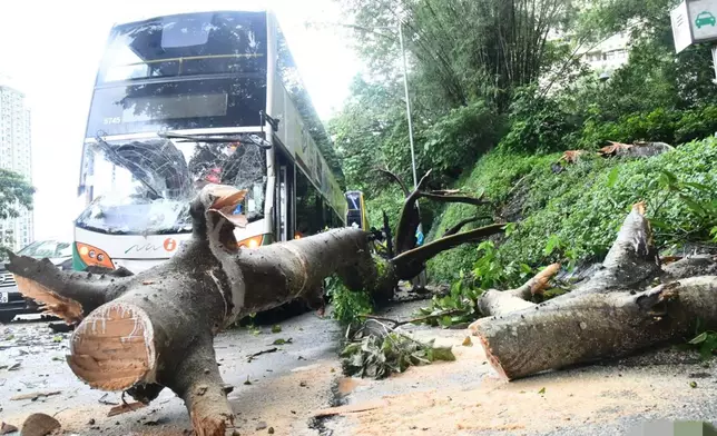 薄扶林道塌樹毀三車。