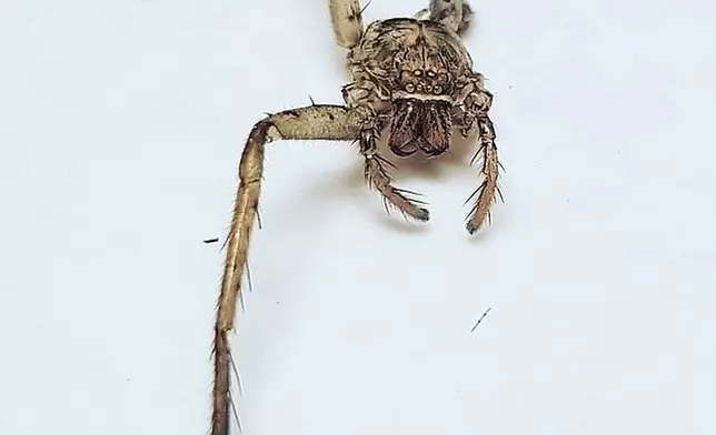 獵人蛛因被壁虎咬了一口，而失去了6條腿。(網上圖片斷)