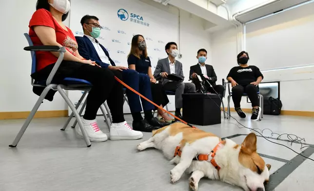 被檢獲的60頭貓狗，暫由愛護動物協會及漁護署看管，並已陸續安排主人或其授權者領回，目前53頭已被認領。