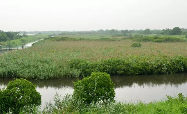 米埔濕地。(資料圖片)