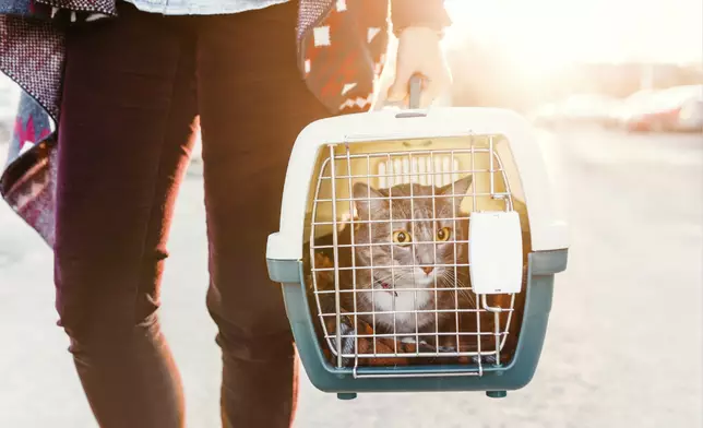 消委會指，有代辦寵物移民的店舖，不僅未讓寵物與主人團聚，商戶最後更通知寵物已死亡。Getty圖片