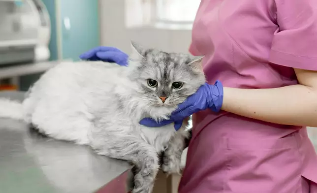 B公司給予的針卡及單據，清楚列明小貓為雄性，但獸醫卻確定該貓隻為雌性，B公司實在有疏忽或欺騙之嫌。(非文中內容貓隻) 資料圖片