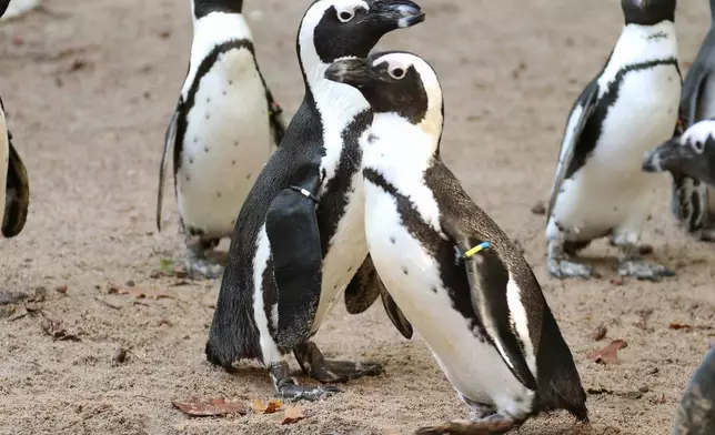 這對雌性同性戀企鵝已因愛搶蛋而聞名了！(網上圖片)
