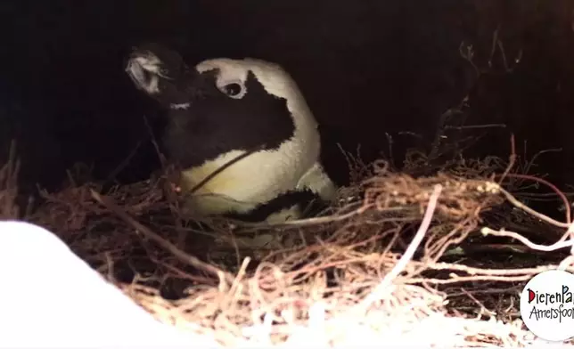 現在這對企鵝其中一個會出去覓食，而另一隻就會留下孵蛋。(影片截圖)