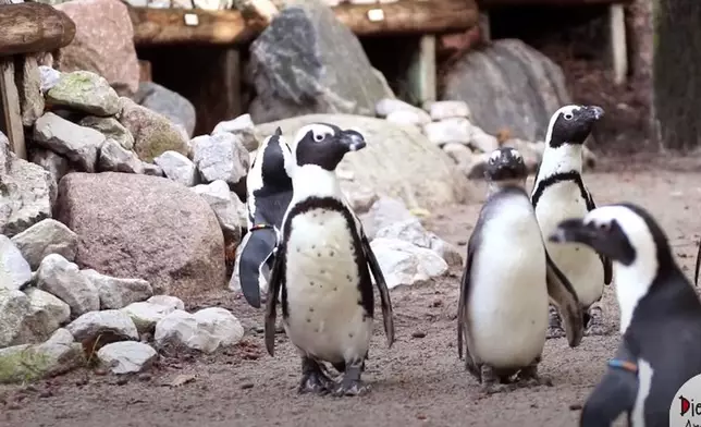 這一對盜蛋企鵝因為求子心切，其實並不是第一次犯案了。(影片截圖)