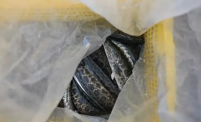 民主黨接獲上水石湖新村居民投訴，發現梧桐河有魚類被放生。