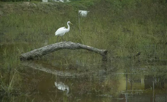 多種珍稀的動植物相繼在生態池塘出現。