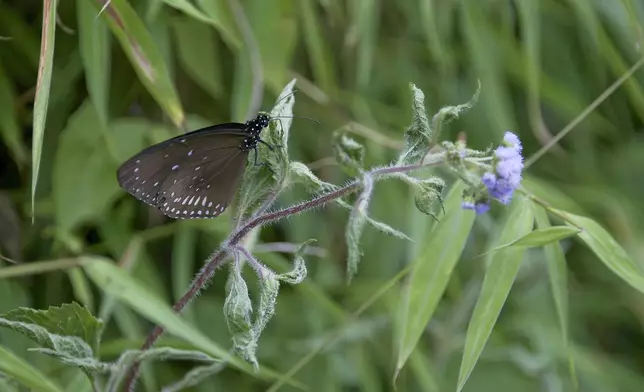 多種珍稀的動植物相繼在生態池塘出現。