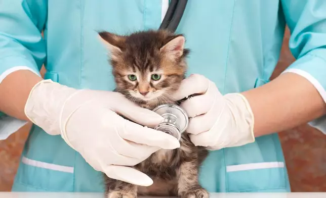 隨著計劃正式推出，OneDegree Hong Kong成為現時香港提供最高寵物醫療保額的保險公司。