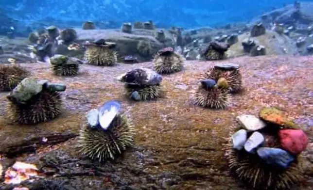 海膽為了要避開獵食者，會找小石頭、海藻或貝殼蓋在自己的身上。(網上圖片)