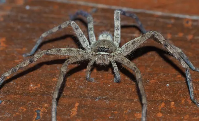 獵人蛛是澳洲一種以捕捉蚊蟲為主要糧食的巨形蜘蛛，但牠不懂得像普通蜘蛛一樣織網捕獵。(設計圖片)