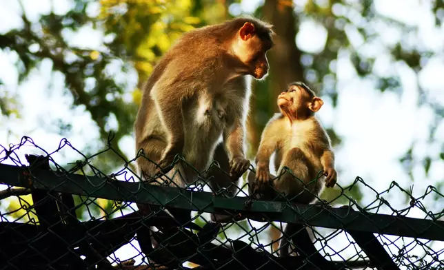 印度一名女子被群猴追趕並逼至墮樓死亡。設計圖片
