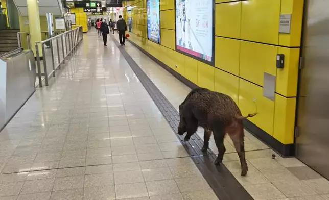野豬自由自在闖蕩港鐵站。網民Ken Tso圖片