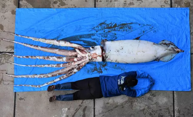 打撈到的大王烏賊長達2.4米，重達106.6公斤。Twitter圖片