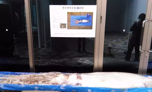 新潟市水族館限定展覽，容許參觀民眾隔着膠紙觸摸大王烏賊及拍照留念。Twitter圖片