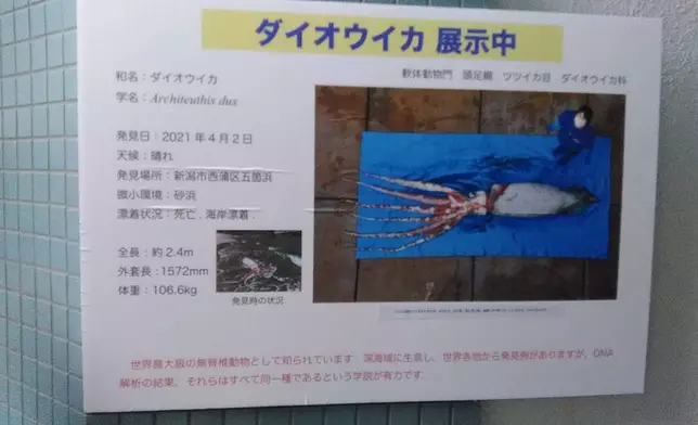 新潟市水族館限定展覽。Twitter圖片