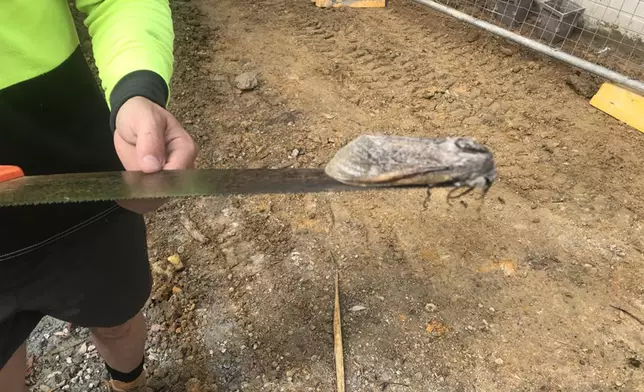 校方指，教師為木蛾拍照後便將牠放回野外。（網上圖片）