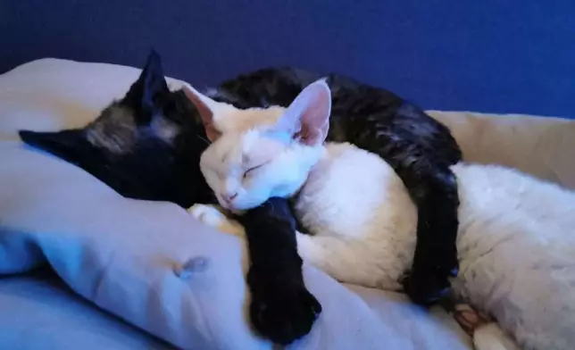 黑貓「Miso」和白貓「Dashi」